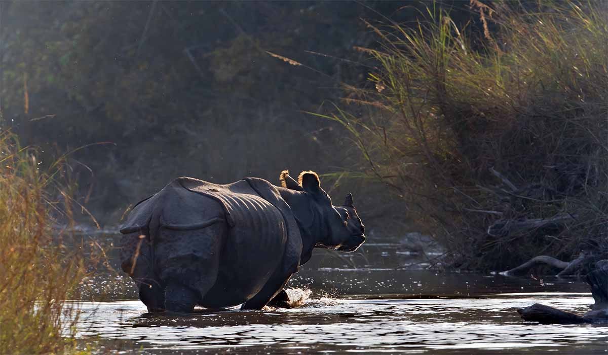 one horned rhinoceros in bardia nepal 